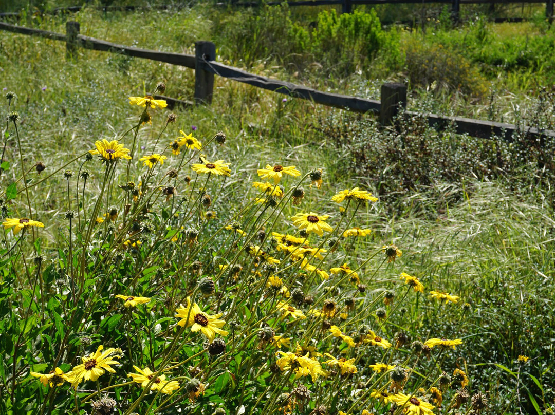 Madrona Marsh-托伦斯必去景点