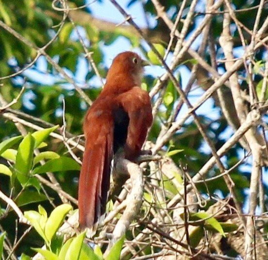Tortuguero Eco Experiences景点图片