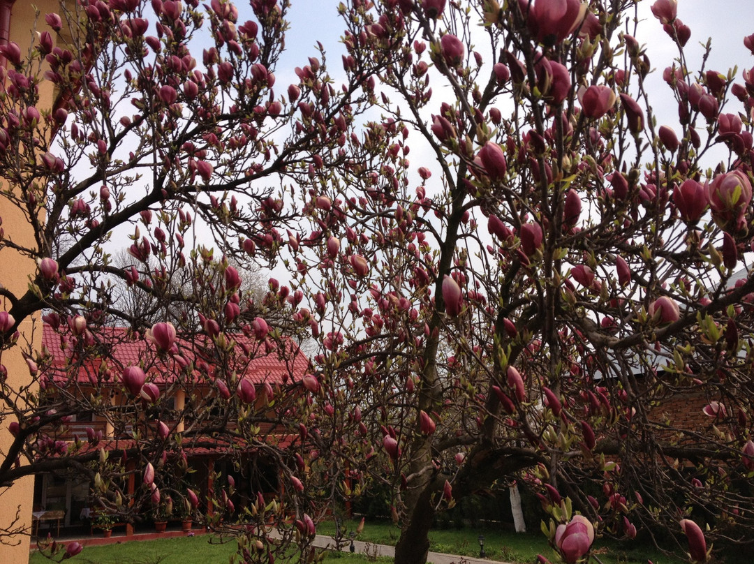 Vaideeni酒店住宿-Pensiunea Criveanu