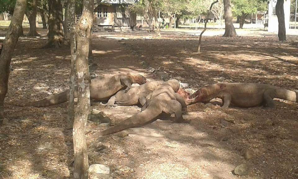 Blue Ocean Boat Trips-Gili Meno必去景点