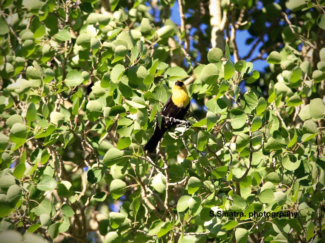 Gull Lake-六月湖必去景点