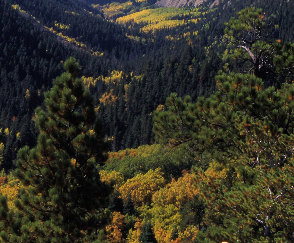 Yellow Pine Guest Ranch景点图片