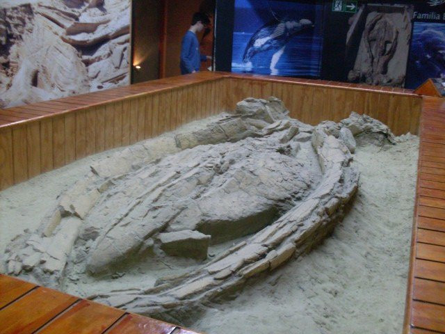Museo Paleontologico de Caldera景点图片
