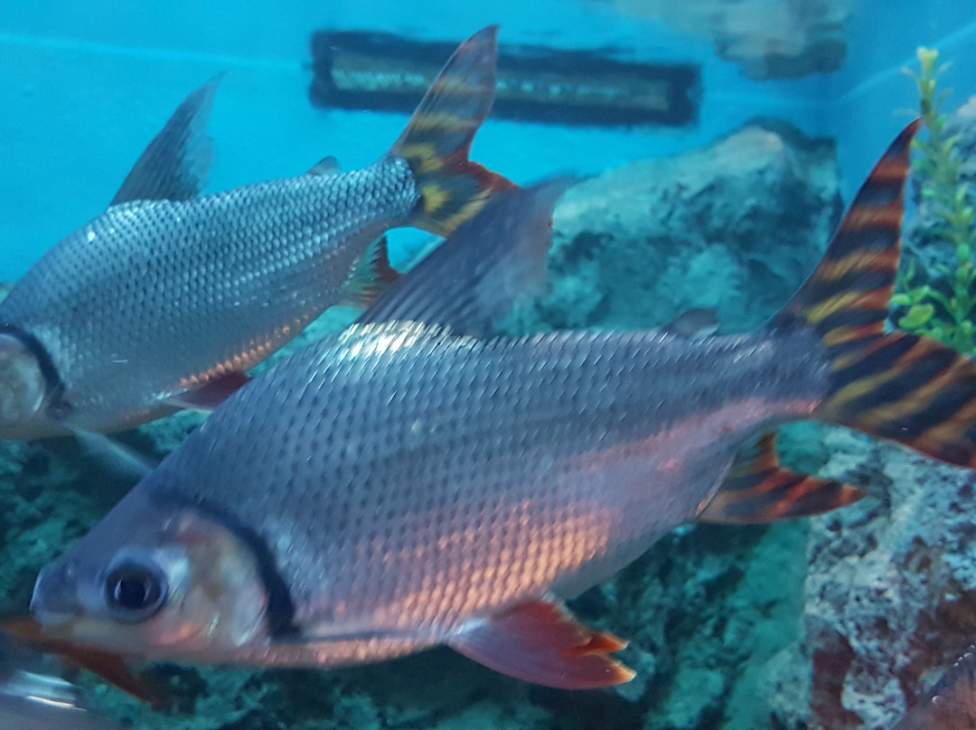 Bueng Boraphet Aquarium景点图片