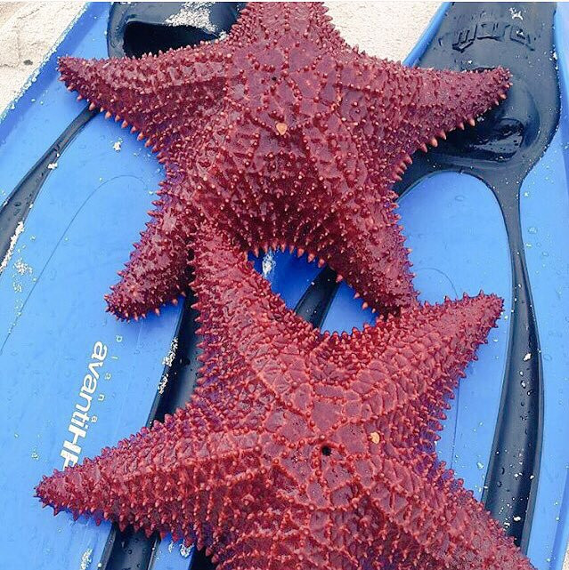 Baggy Rocks-拿骚必去景点