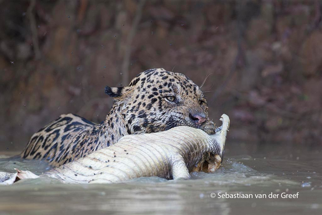 Pantanal Safaris景点图片