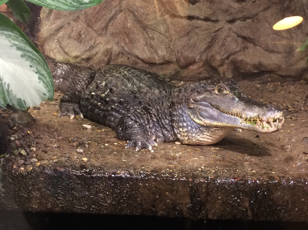 Reptilienzoo Neu-Ulm-新乌尔姆县必去景点