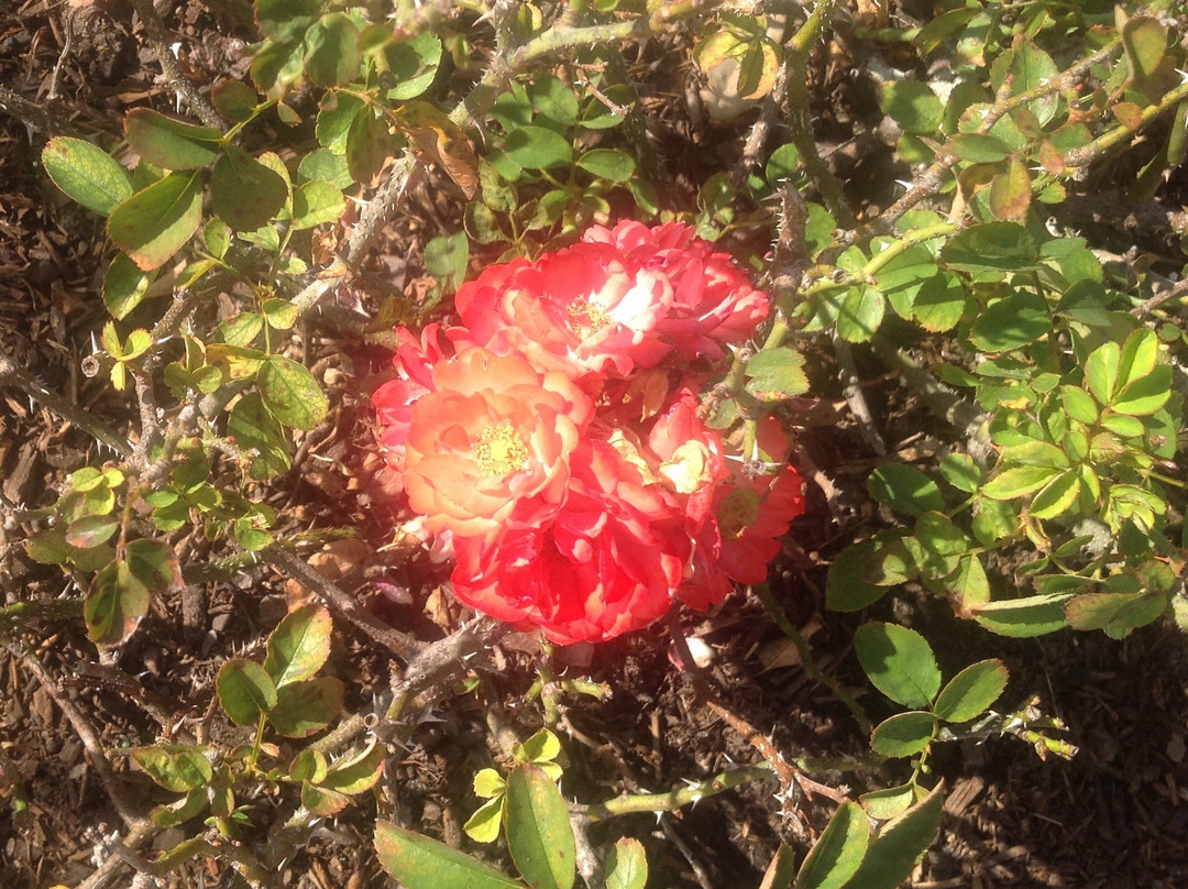 Cape Coral Historical Museum-开普科勒尔必去景点