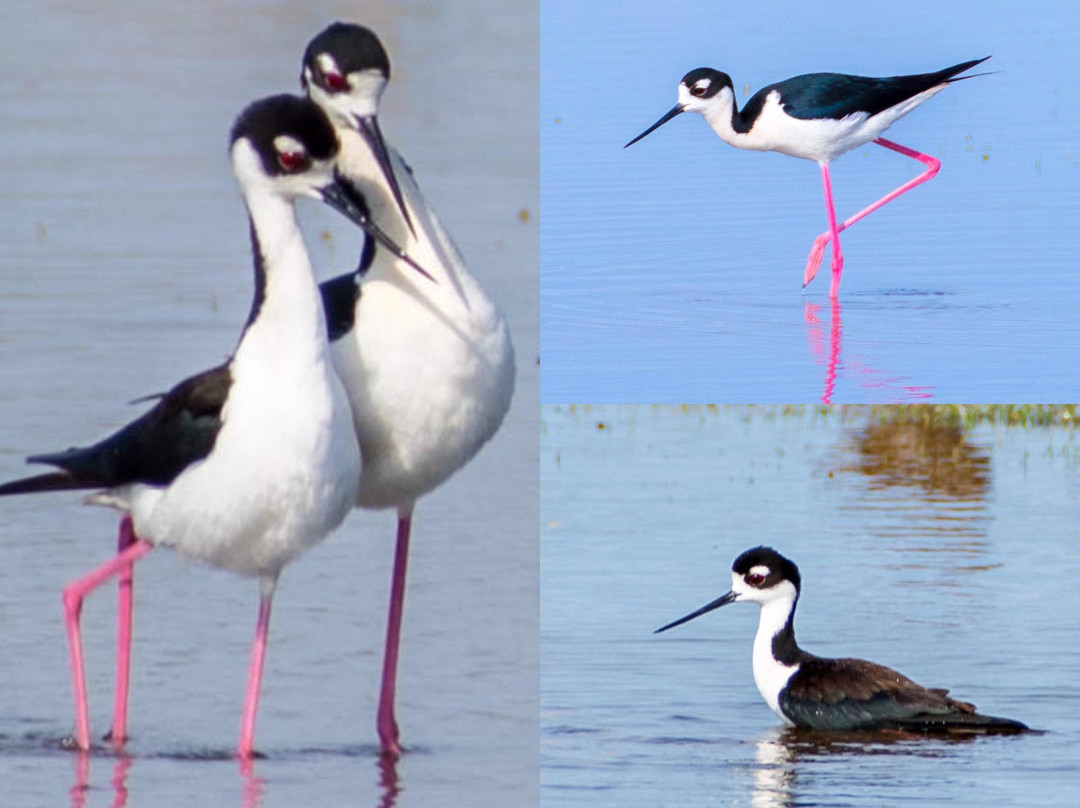 Matagorda Adventure Company-Matagorda必去景点