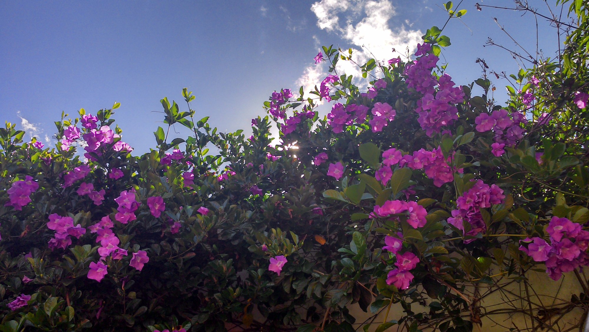 Calimenio Campestre-泳池