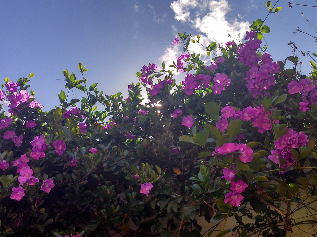 Calimenio Campestre主图