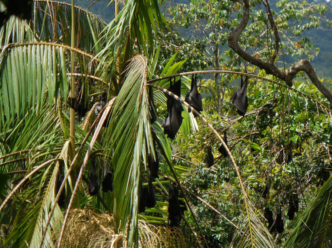 Forest Flying-Finch Hatton必去景点