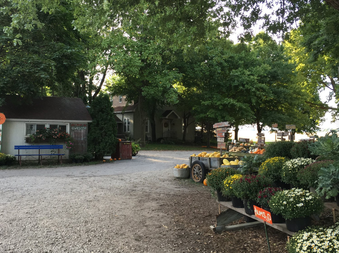 The Great Pumpkin Patch-Arthur必去景点