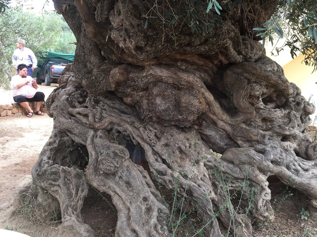 2,000 Years Old Tree景点图片