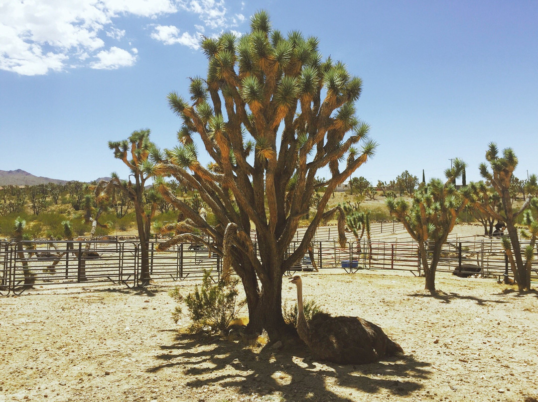 Joshua Tree Ostrich Ranch and Guest House-Dolan Springs必去景点