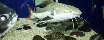 Matsyadarshini Aquarium-维沙哈巴南必去景点