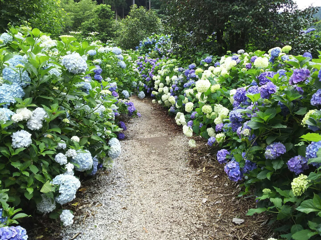 Minamisawa Ajisai Mountain-秋留野市必去景点