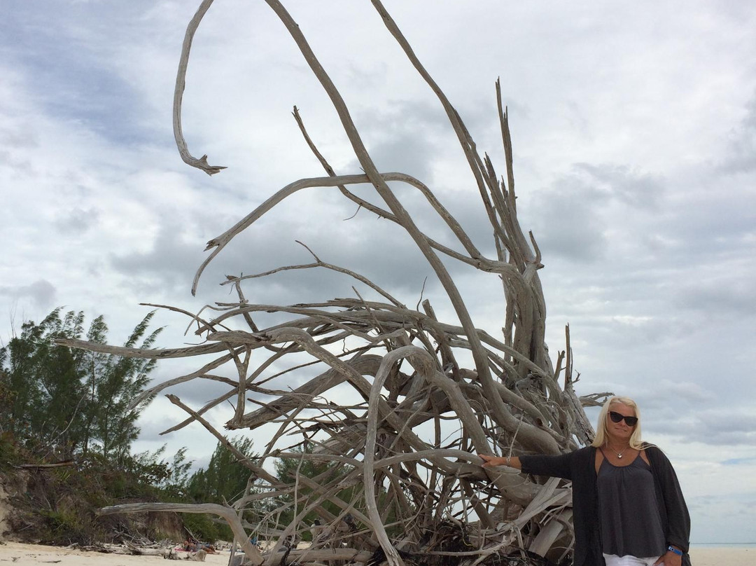 Mangrove-弗里波特必去景点