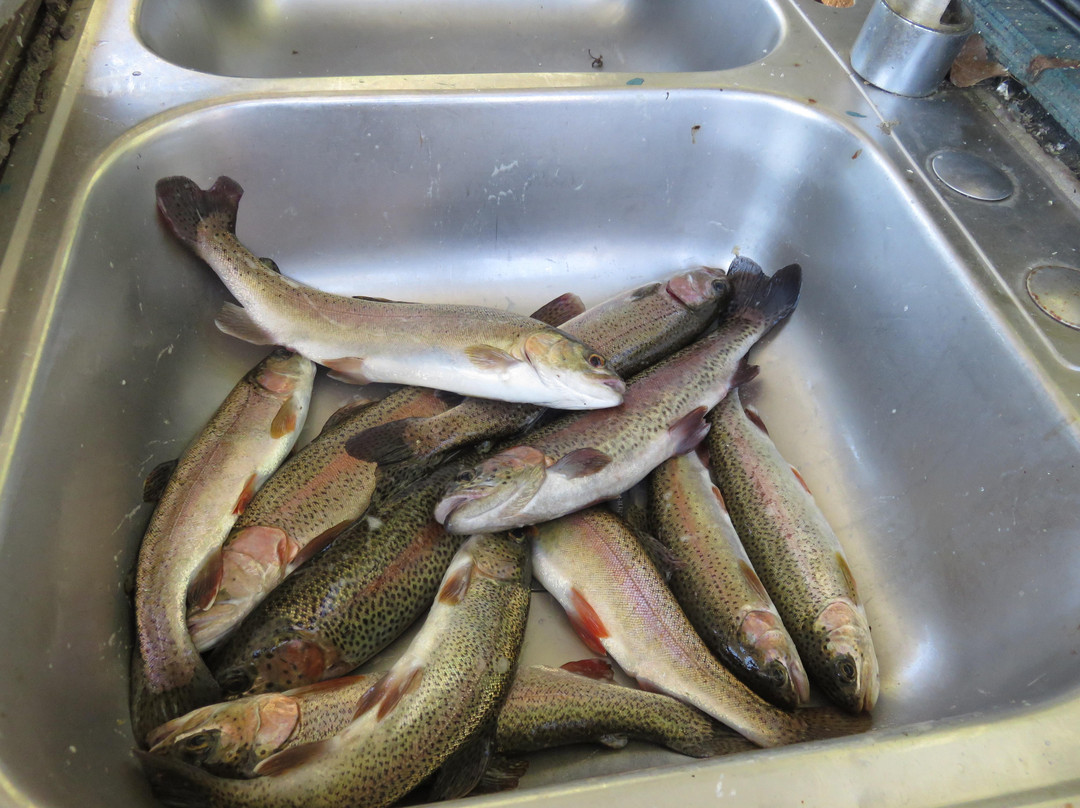 Calico Rock Trout Dock景点图片