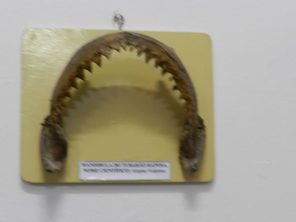 Museum Pampano-Natal必去景点