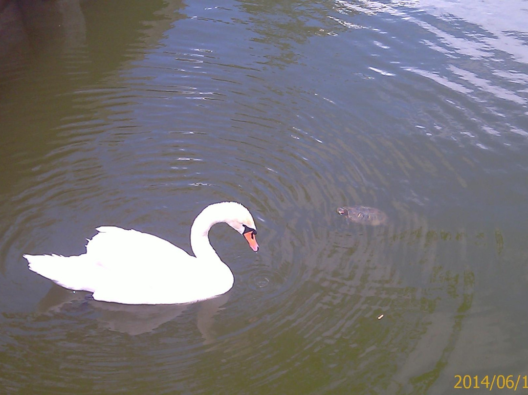 Swan Lake-阿斯特拉罕必去景点