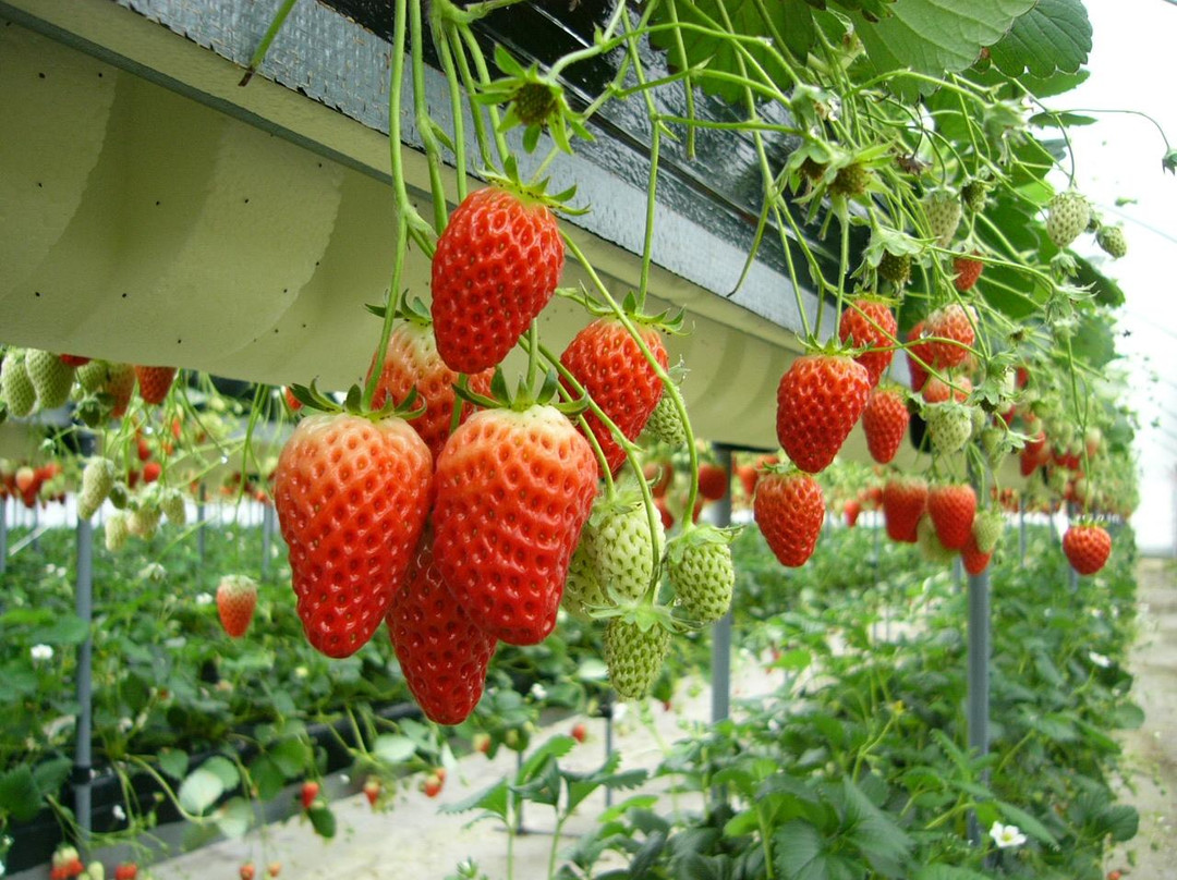 Shorenji Lake tourist Village Strawberry Garden景点图片