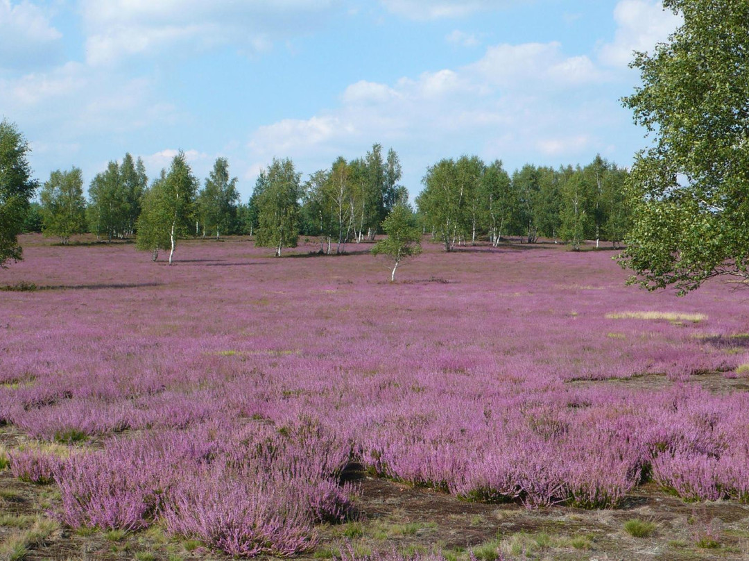 Naturpark Niederlausitzer Heidelandschaft景点图片