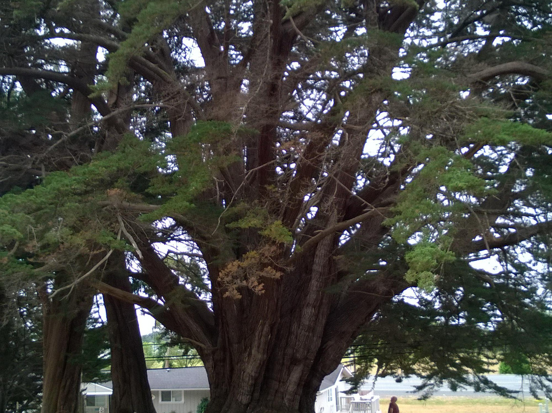 Oregon's Largest Monterey Cypress-布鲁金斯必去景点