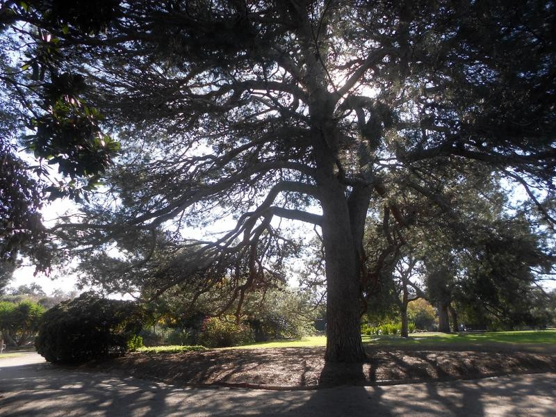 St Kilda Botanical Gardens景点图片