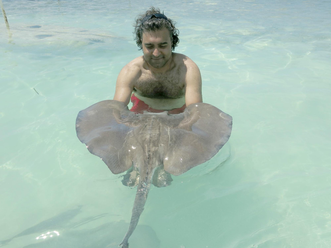 Stingray City Bahamas-新普罗维登斯岛必去景点