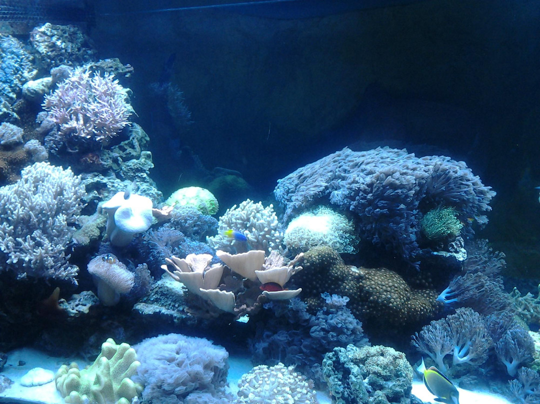 Aquarium in Yevpatoriya-Yevpatoriya必去景点