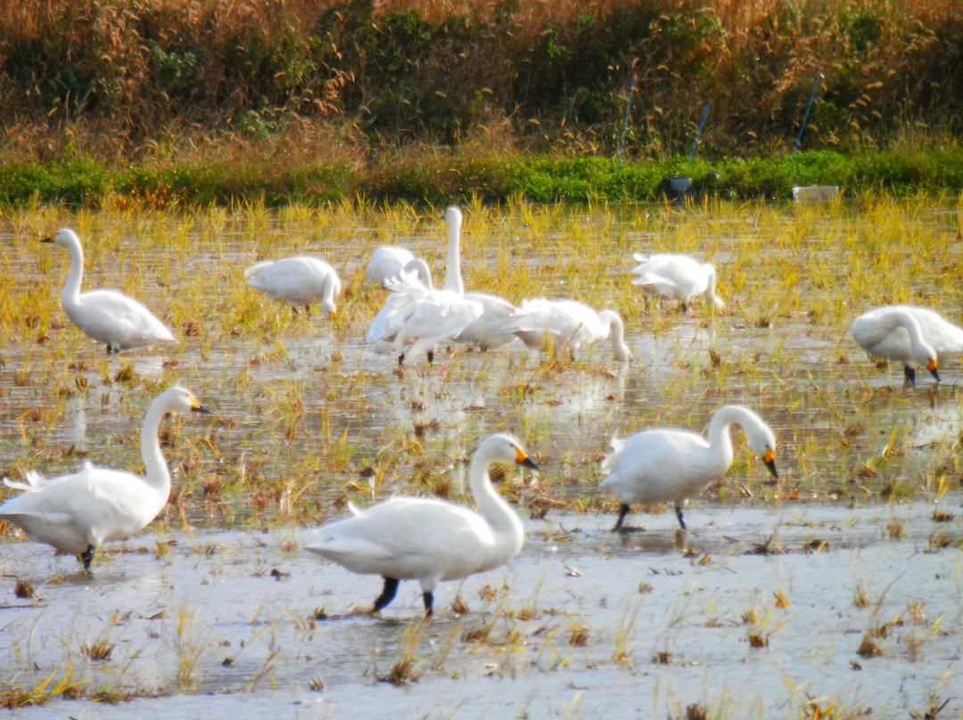 Izumo Orinoki Swan Farm Village-安来市必去景点