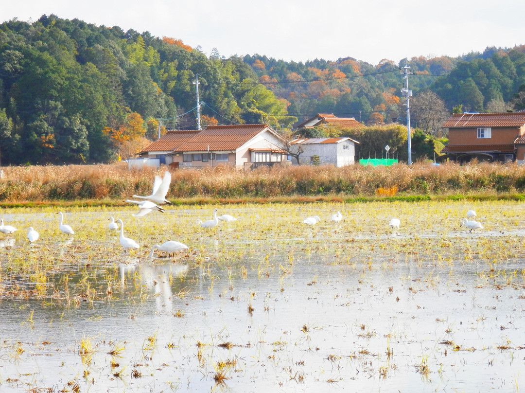 Izumo Orinoki Swan Farm Village-安来市必去景点