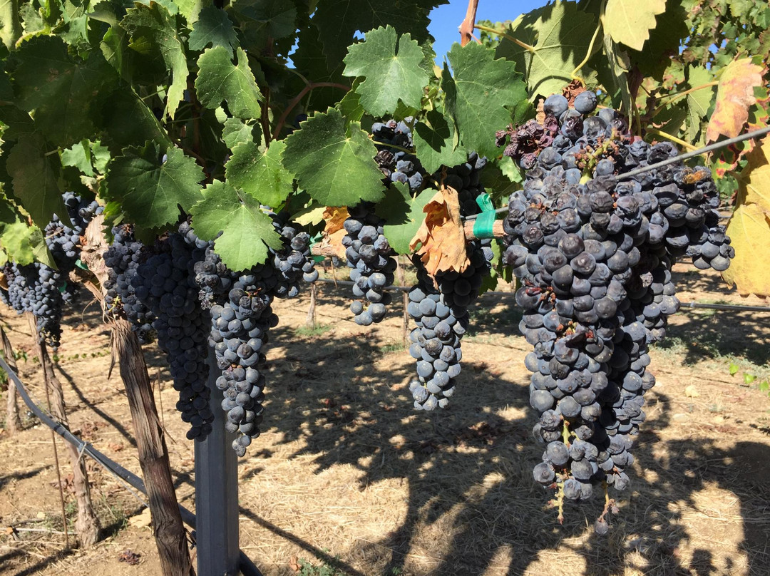 Chapin Family Vineyards-特曼库拉必去景点