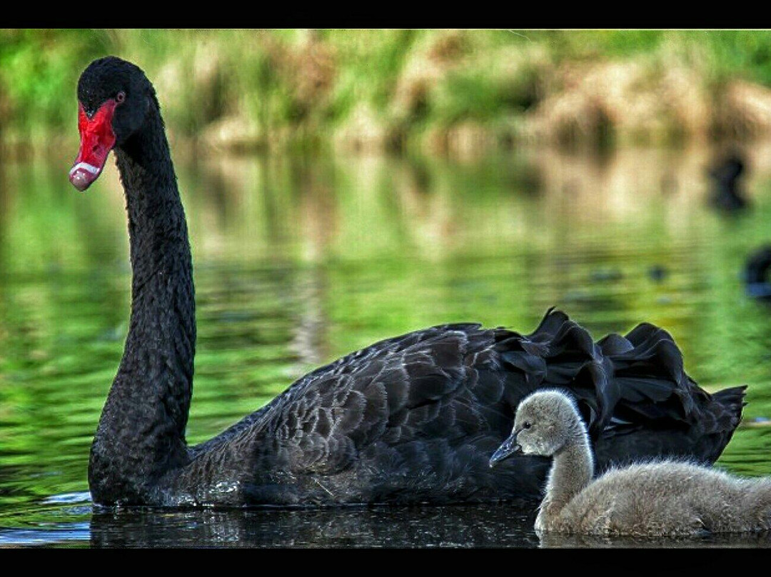 St Peters Billabong-阿德莱德必去景点