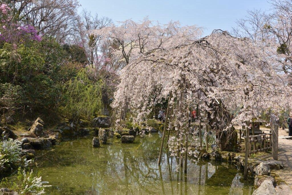 Chikurinin Gumpoen景点图片