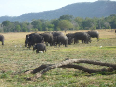 Serendipity Tours-班托塔必去景点