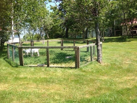 Jurassic Bart's Dinosaur Museum and Petting Farm-卡文迪西必去景点