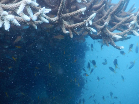 探险队-边缘航行-汉密尔顿岛必去景点