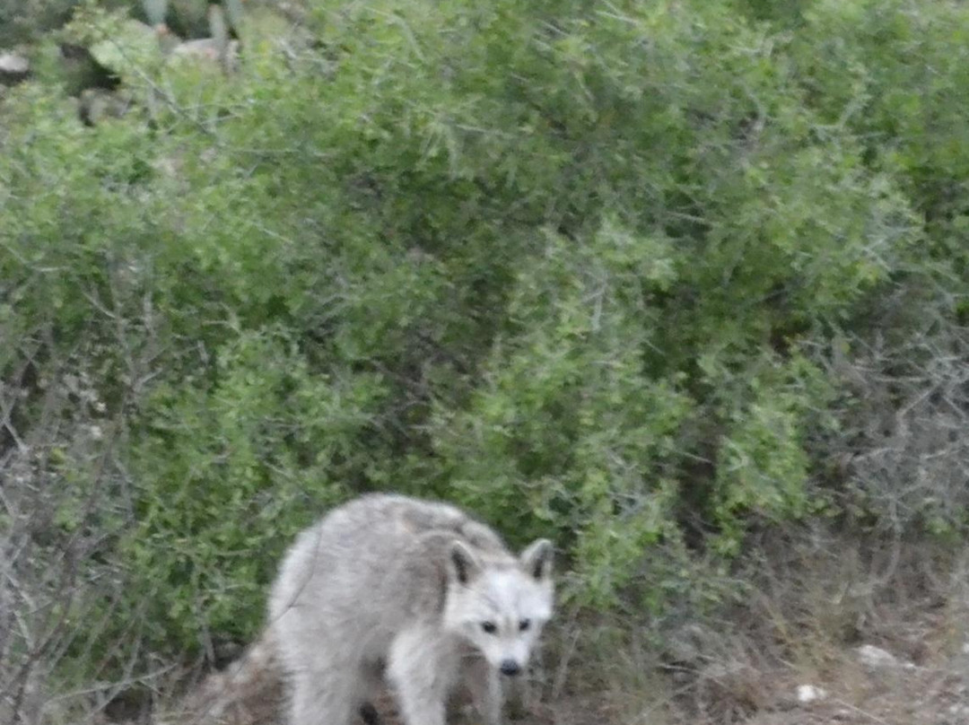 Kickapoo Cavern State Park-Brackettville必去景点