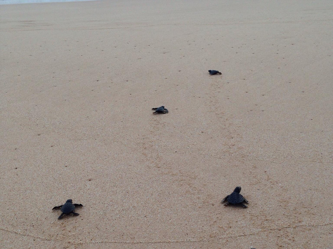 Sea Turtle Farm and Hatchery - Habaraduwa景点图片
