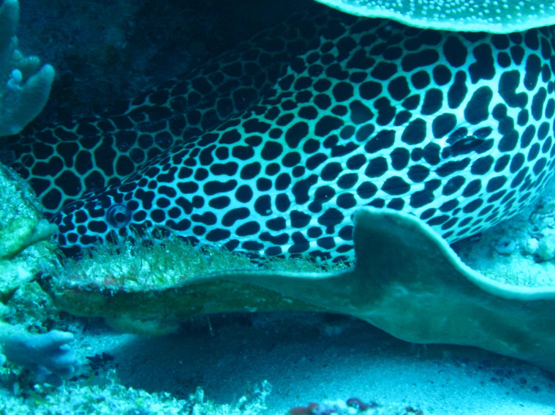 马富士潜水及水上运动-马富士岛必去景点