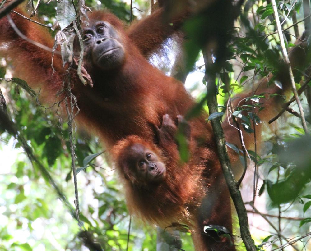EcoTravel Bukit Lawang - Tours & Treks-武吉拉旺必去景点