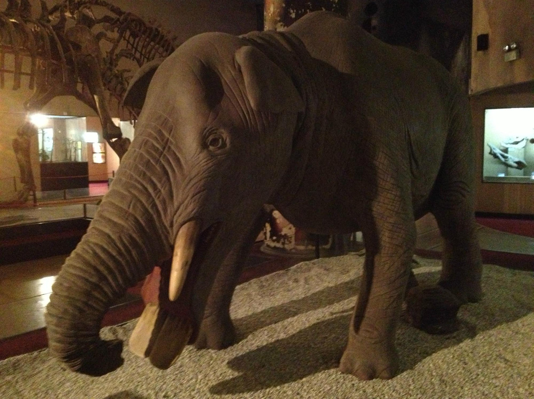 上海自然博物馆(静安新馆)-上海市必去景点