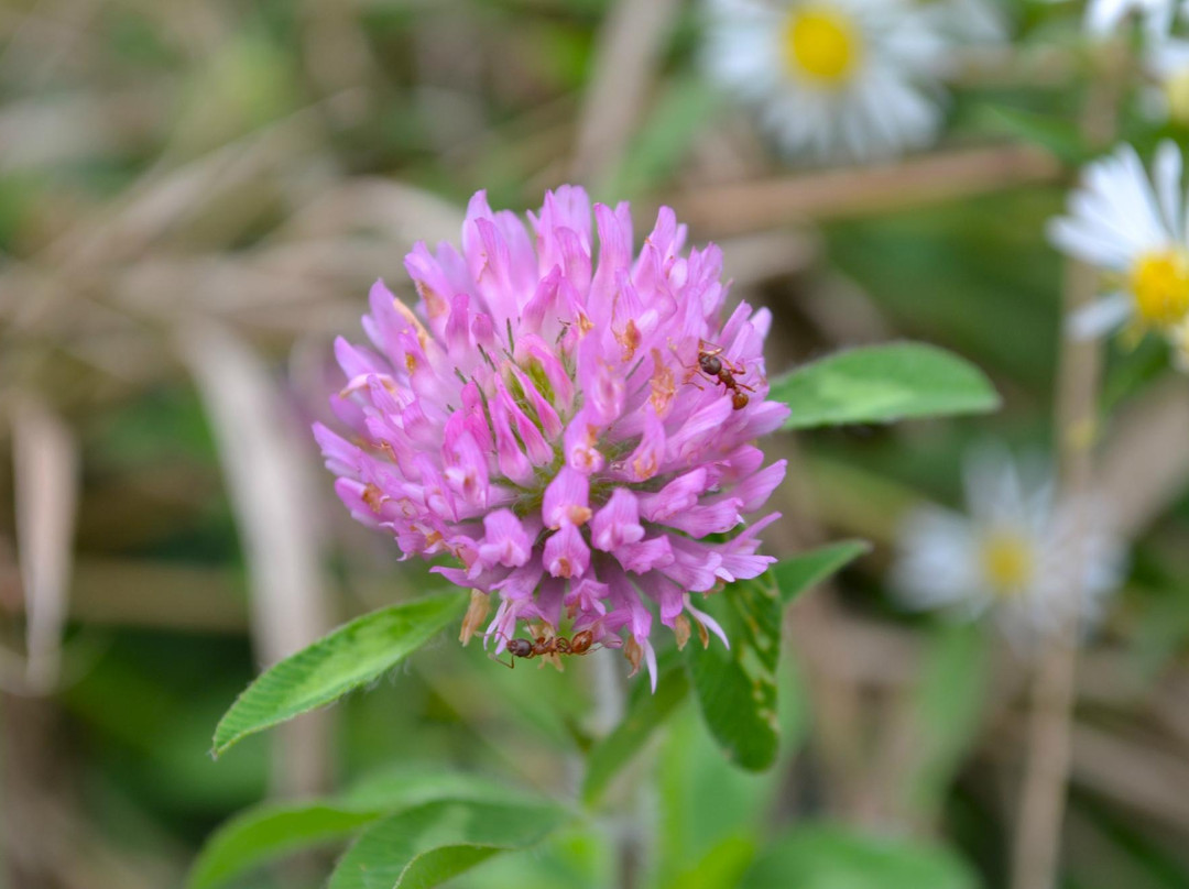 汉波湾公园-多伦多必去景点