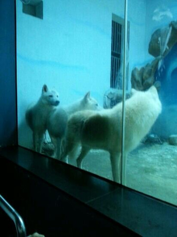 小梅沙海洋世界-深圳市必去景点