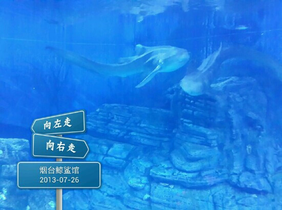 海昌烟台鲸鲨馆-烟台市必去景点