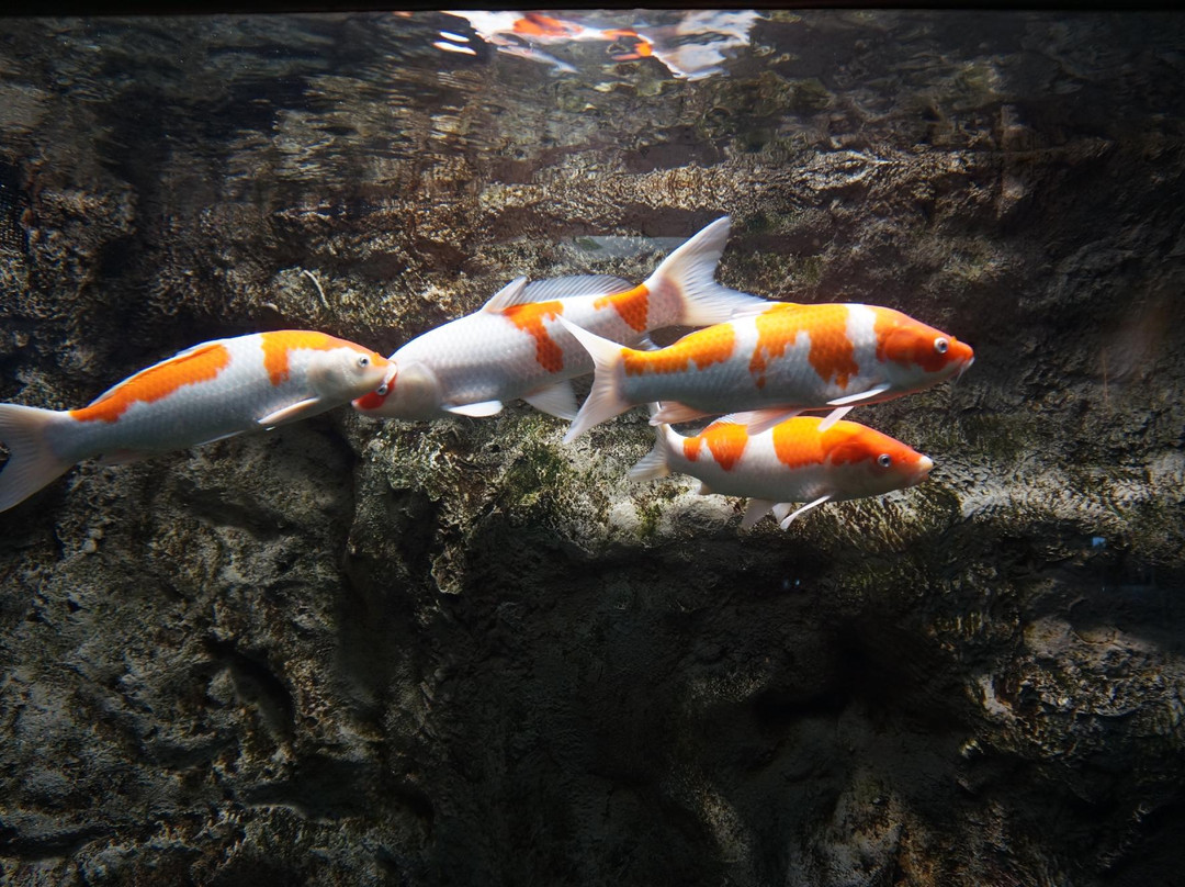 千岁鲑鱼水族馆-千岁市必去景点