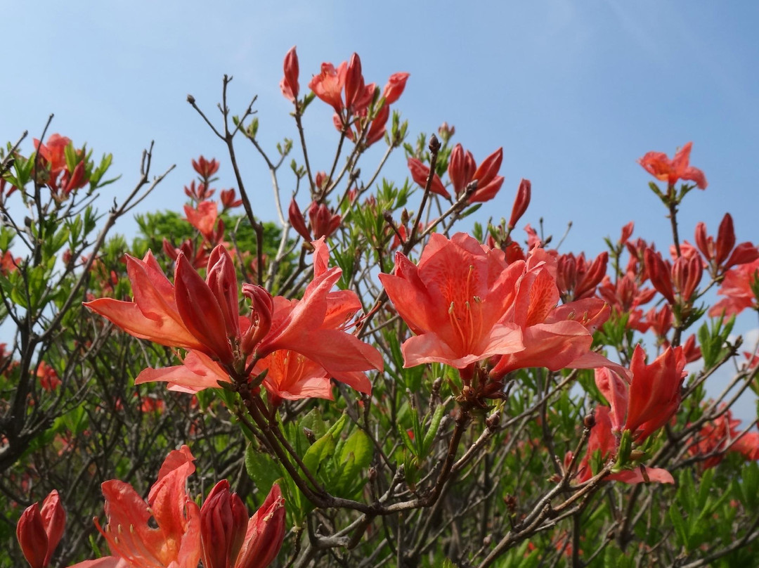 Happogahara-矢板市必去景点