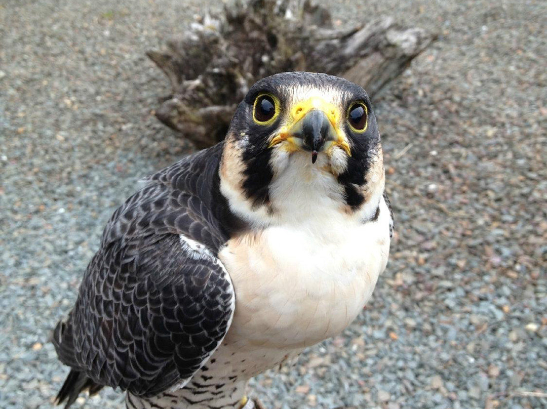 Cumberland Bird Of Prey Centre-卡莱尔必去景点